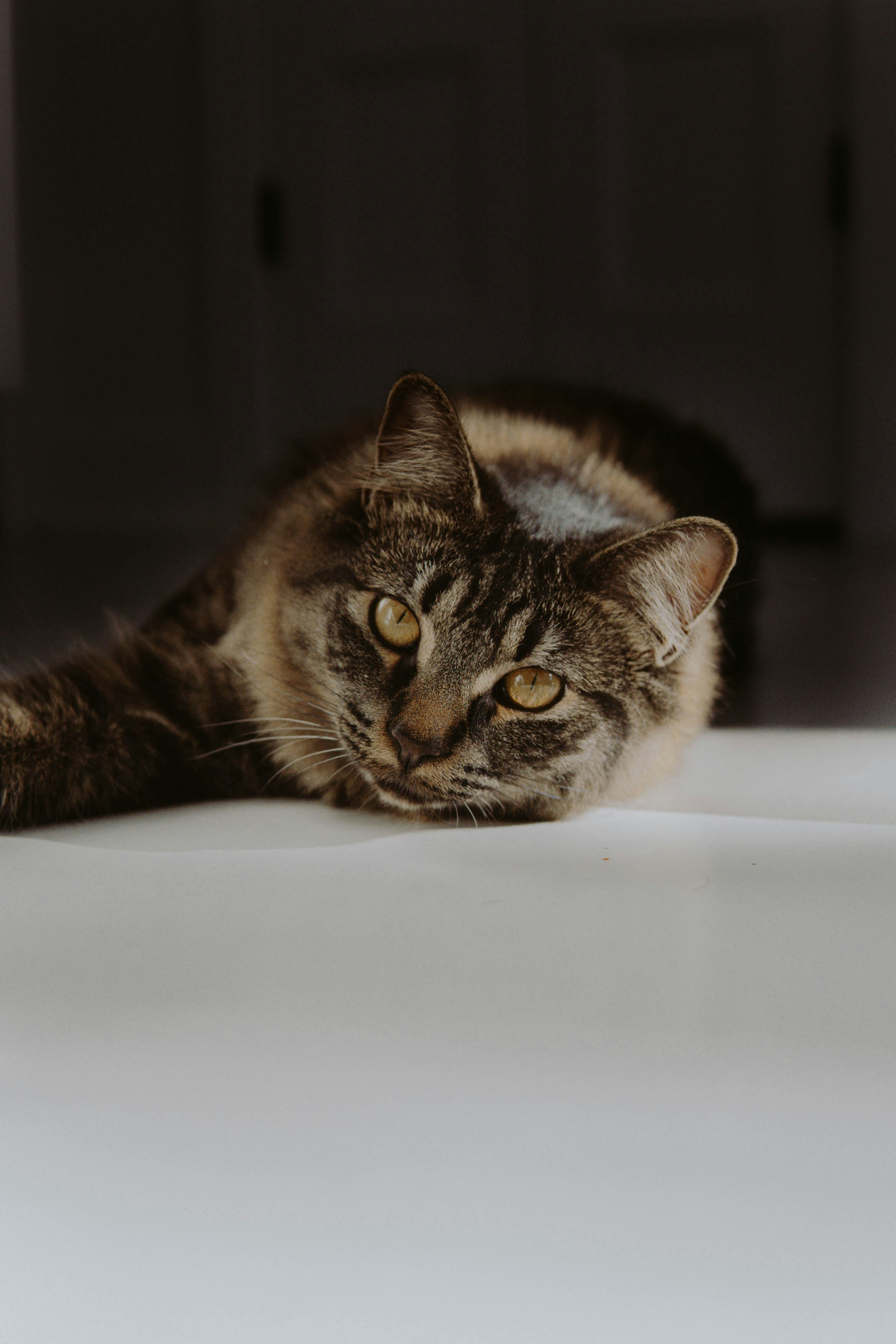 brown tabby cat on white table